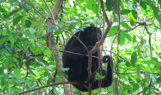 Chan-Kah howler monkey