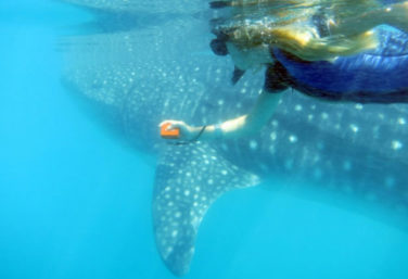 Private Whale Shark Researcher for a day and beach lunch