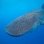 Whale Shark