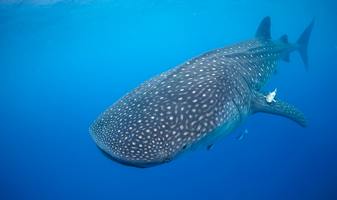Whales And Whale Sharks Are Returning to Mexico&#39;s Pacific Coast - Journey Mexico