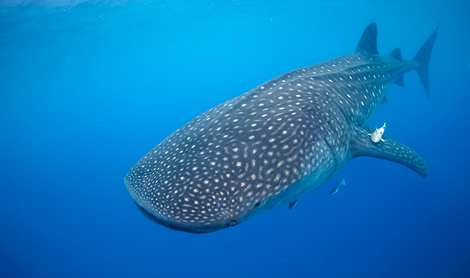 Whale Shark