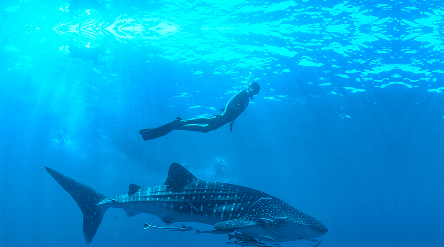 Whale Shark Blog