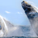 Whales Jumpling Headers
