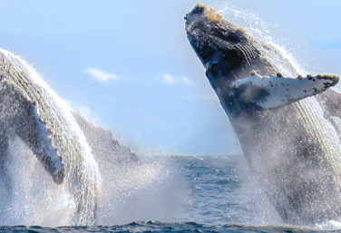Whales Jumpling Headers