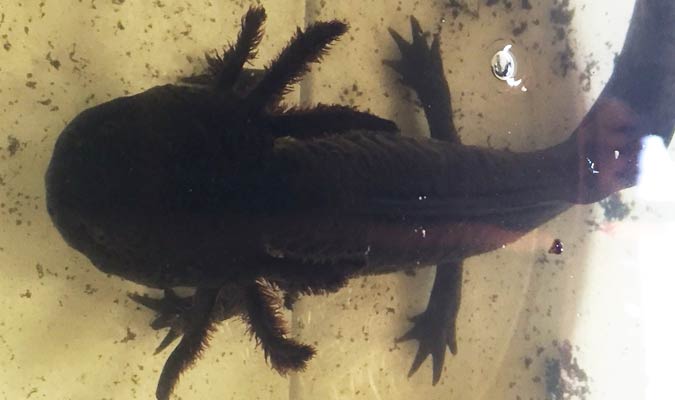 axolotl xochimilco 2