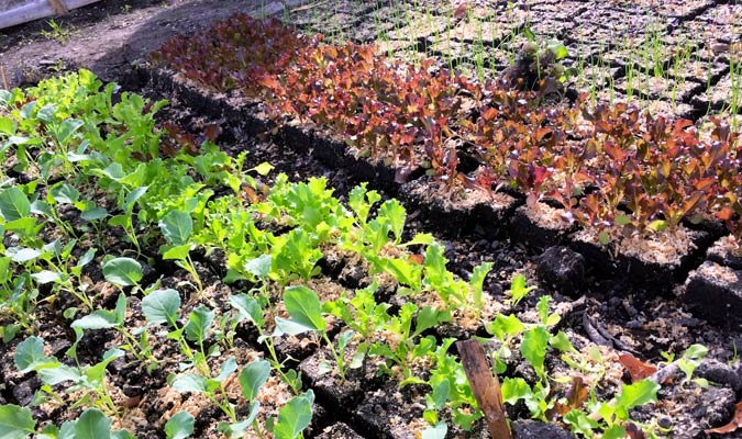 chinampa harvest 2