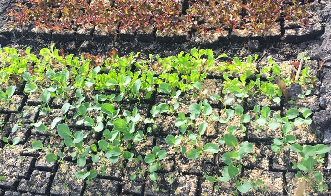 chinampa harvest