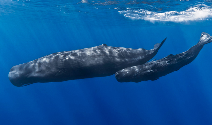 Gray Whales Wikipedia