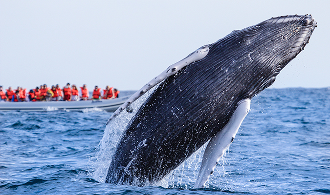 Whale Jumping