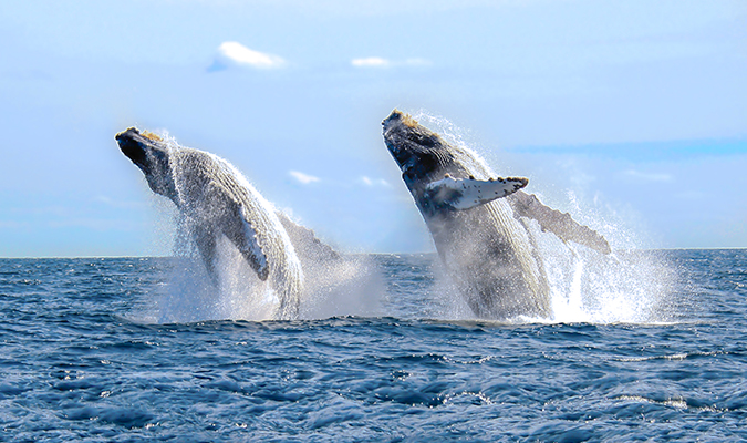 Whales Baja