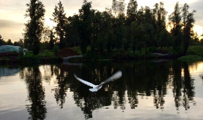 xochimilco bird watching 2