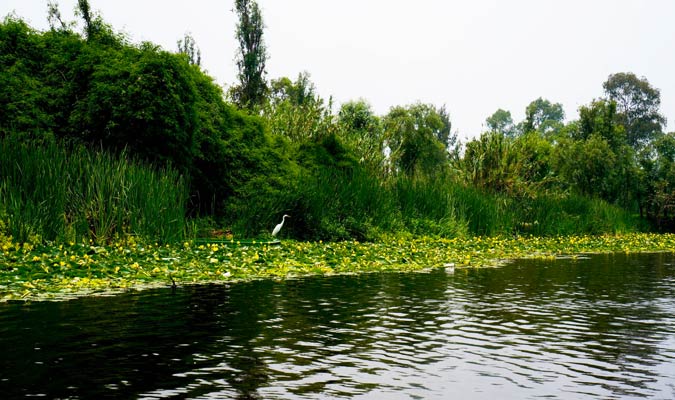 xochimilco bird watching