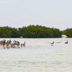 Isla Holbox