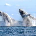 Humpback whales leap, one of the many incredible animals in Mexico