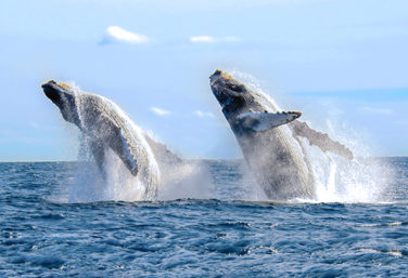 Humpback whales leap, one of the many incredible animals in Mexico