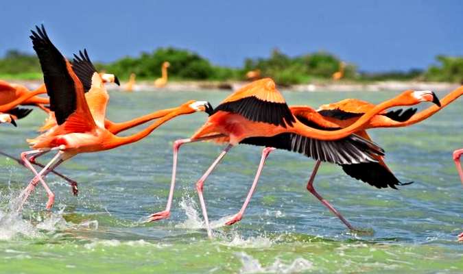 Vea los flamencos voladores en la Reserva de la Biosfera de Celestún