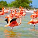 The flamingos of the Celestun Biosphere Reserve