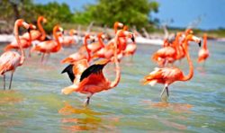 The flamingos of the Celestun Biosphere Reserve