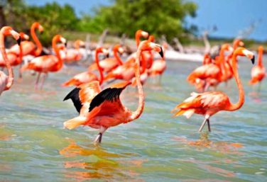 The flamingos of the Celestun Biosphere Reserve