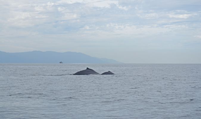 Humpback whales in Puerto Vallarta