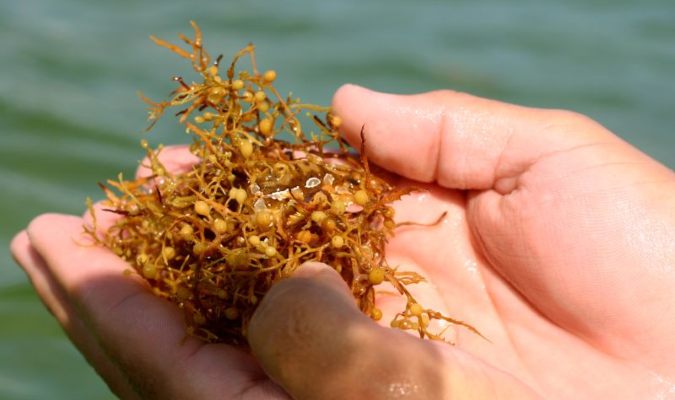 Sargassum