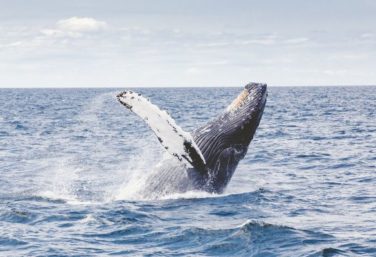 Whale watching in Puerto Vallarta