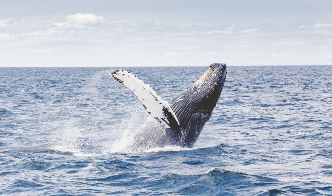 Whale Watching in Puerto Vallarta: Everything you need to know