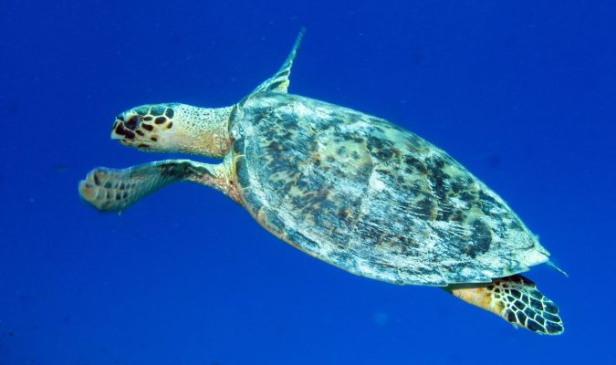 Hawksby sea turtle Credit: Derek Keats/Flickr