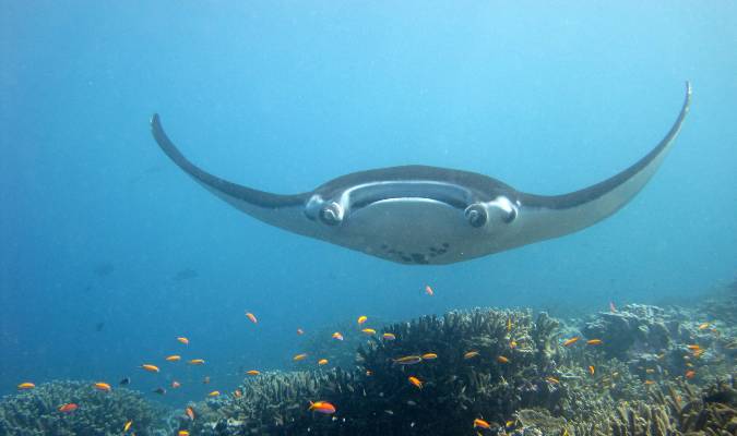 Great Pacific manta ray Credit: NOAA Photo Library/Flickr