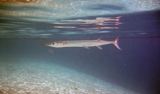 Needlefish Credit: denAsuncioner/Flickr