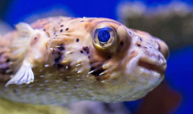 Pufferfish Credit: scattered1/Flickr