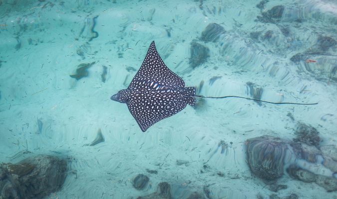 Spotted Eagle Ray Credit: Jason Boldero/Flickr