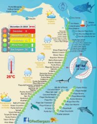 sargassum seaweed map