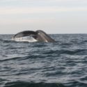 humpback whale puerto vallarta