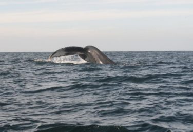 humpback whale puerto vallarta