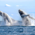 whales of mexico