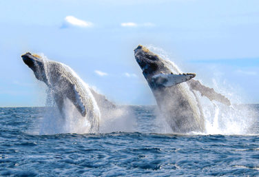 whales of mexico