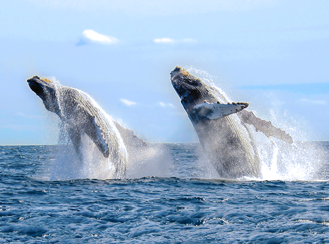 whales of mexico