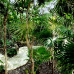 palmaia jungle