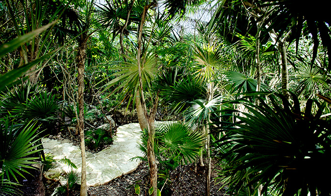 palmaia jungle