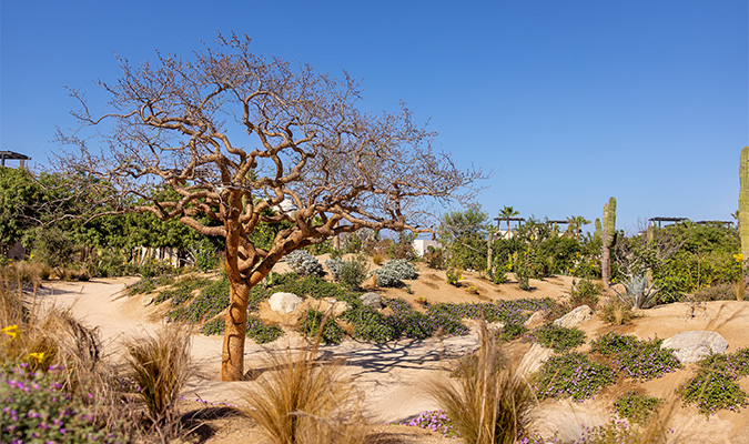 rancho pescadero garden