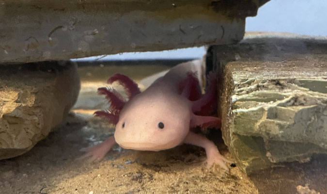 axolotl 