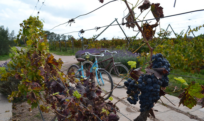 cuna de tierra bike