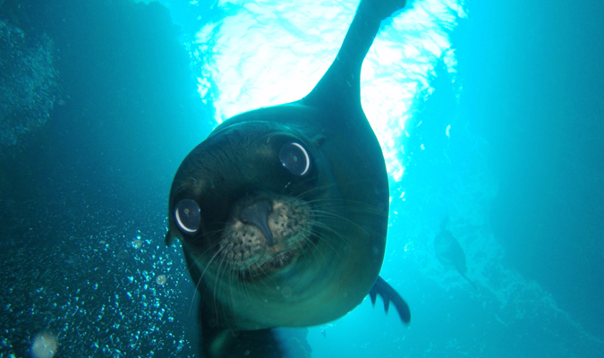 sea lion in mexico la paz