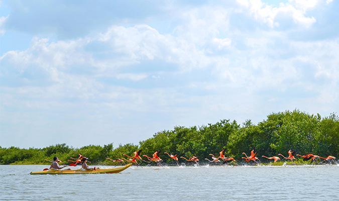 kayak tour in yucatan peninsula with flamingos at chuburna maya community