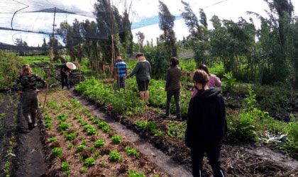 Reeduca chinampas group