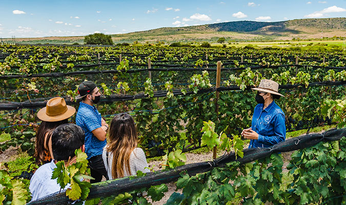 Vineyard private tour