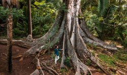 la abuela 500 year old tree one & only mandarina