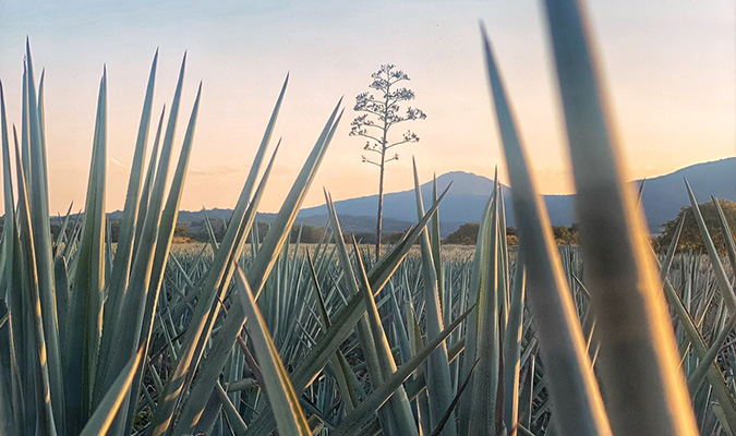 agave plants at sunset
