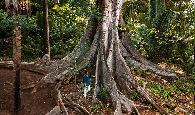 O&O Mandarina Abuela Tree